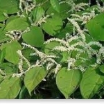 japanese-knotweed1_246x168