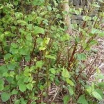 japanese-knotweed2_259x194
