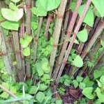 japanese-knotweed3_259x194