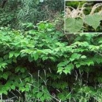 japanese-knotweed_281x179