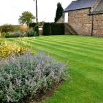 Striped Lawn